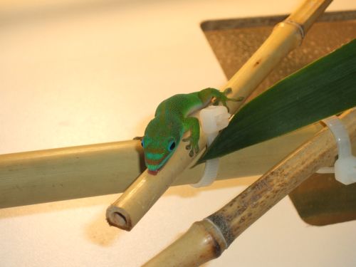 Phelsuma flavigularis